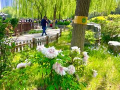-莲花池公园