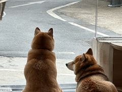 -是阿柴呀！柴犬咖啡·爱喵喵猫咖