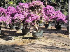 -人民公园(罗湖区)