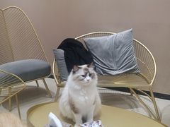 -藏猫猫咖啡主题馆(中央大道店)