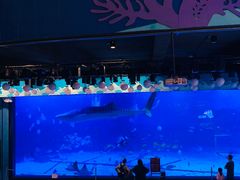 -烟台海昌鲸鲨海洋公园