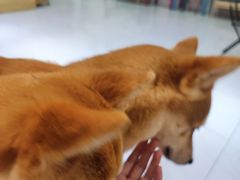 -柴源莊·柴小宠柴犬咖啡