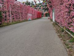 -北京凤凰岭