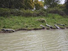 -中国扬子鳄村