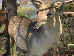 -陕西自然博物馆