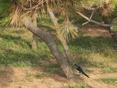 -青岛第三海水浴场