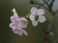 -天适樱花悠乐园