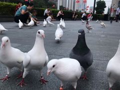 -同仁四季椰子鸡(宝安壹方城店)