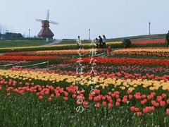 -杭州湾海上花田景区