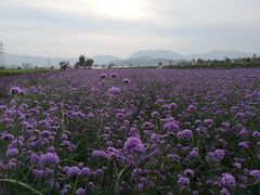 -君乐宝优致牧场