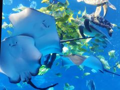 -太平洋海底世界