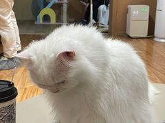-MOCHA明星猫咖(田子坊店)