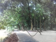 -南宁良凤江国家森林公园