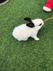 -萌宠亲子动物乐园(槐房万达店)