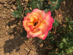 密云玫瑰情园-密云玫瑰情园