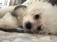 -哈尼爱宠·宠物生活会馆