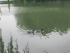 -博雅塔