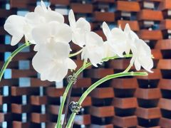 -京兆尹(雍和宫店)