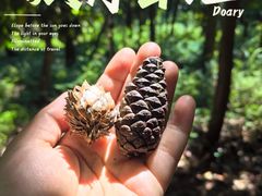 -大奇山国家森林公园