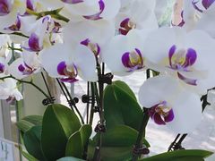 -谦和素食自助餐(云峰花园店)