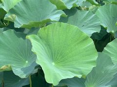 -荷塘月色湿地公园·向阳花洲