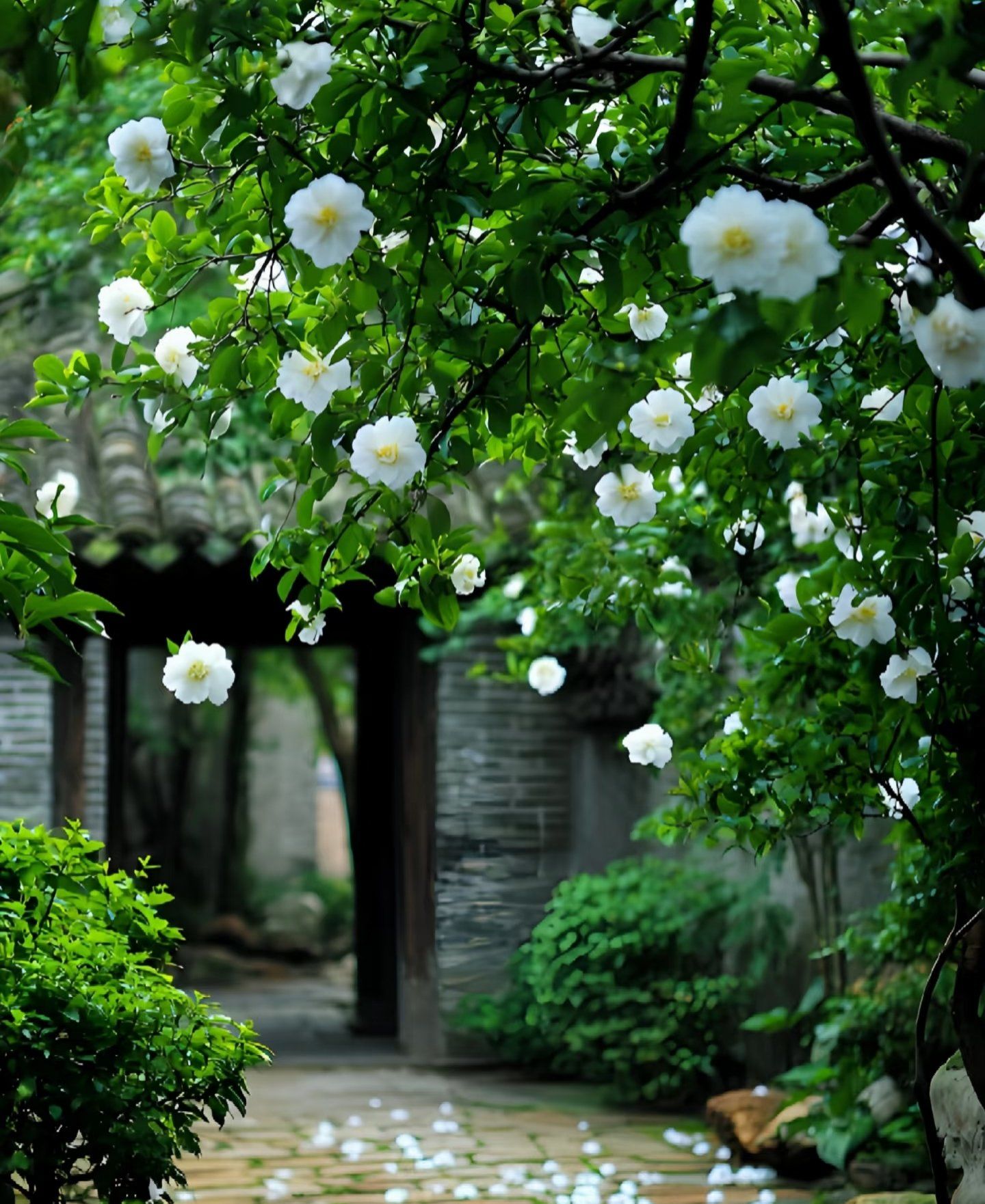 待到栀子花开时