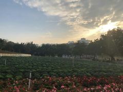 -松山湖南湖湾露营营地