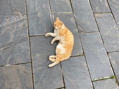 -卓刀泉寺