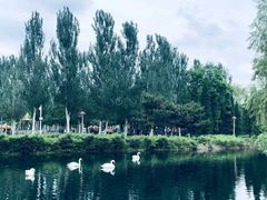 -长白岛森林公园