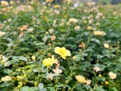 -人民公园(罗湖区)