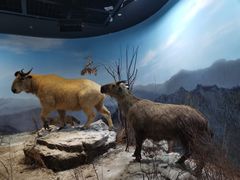 -陕西自然博物馆