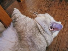 -纳吉亚猫专科动物诊疗中心(蒋宅口分院)