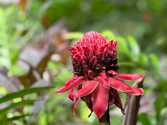 -四季酒店下午茶