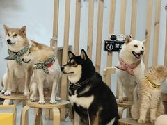 -柴迷FANS CLUB·柴犬狗咖·猫咖