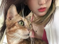 -more than meow吴止猫主题餐厅(承德 中船汇店)