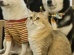 -柴迷FANS CLUB·柴犬狗咖·猫咖