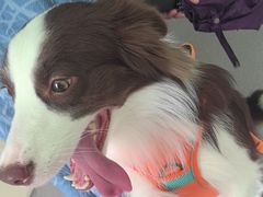 -瑞派宠物医院·犬猫全科·猫友好(宾水西道店)