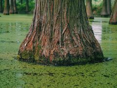-渌洋湖湿地公园