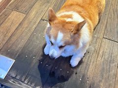 -肥朵食堂(带梦胡同店)