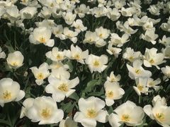 -洛阳郁金香牡丹园