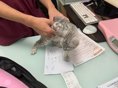 -宠福鑫康馨动物医院·骨科·眼科