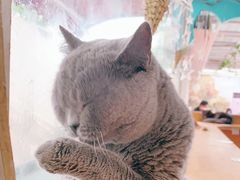 -猫小院猫主题咖啡厅(北锣店)