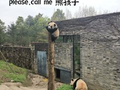 -都江堰中华大熊猫苑