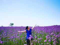 -海上花岛玫瑰园采摘
