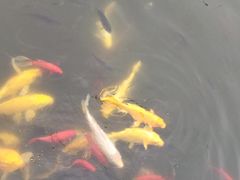 -武清南湖绿博园