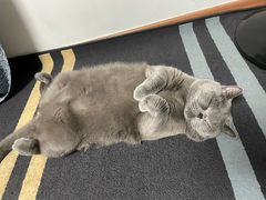 -中关村茶点