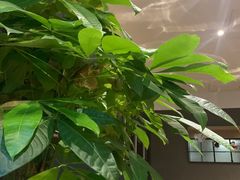 -JamaicaBlue(新城国际店)