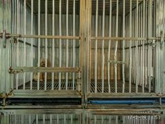 -A猫a狗全科·犬猫异宠·芥西宠物医院(南开总院)