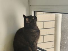 -鼓捣猫呢主题猫咖店