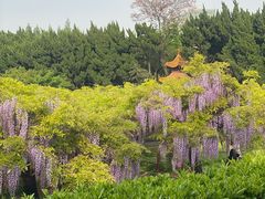 -嘉定紫藤园